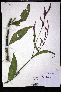 Persicaria extremiorientalis image