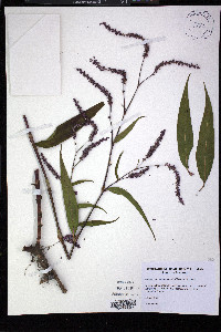 Persicaria extremiorientalis image