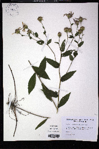 Eurybia radula image
