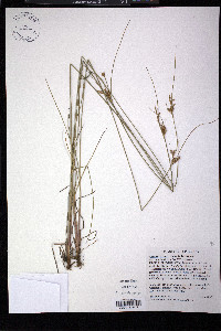 Juncus greenei image