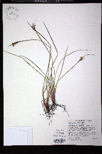 Sisyrinchium albidum image