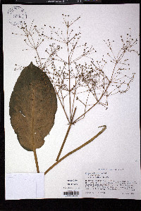 Alisma subcordatum image