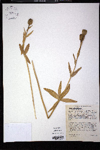 Lilium philadelphicum image