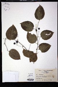 Smilax tamnoides image