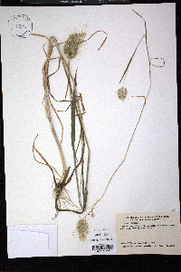 Cynosurus echinatus image