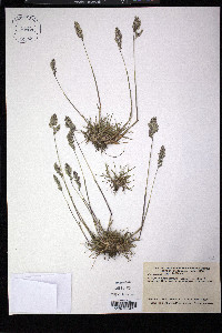 Poa bulbosa image