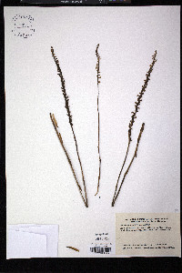 Spiranthes vernalis image