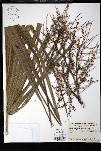 Sabal palmetto image