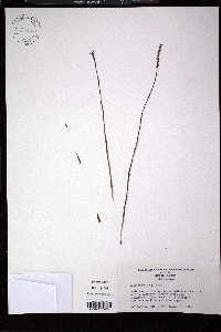 Spiranthes grayi image