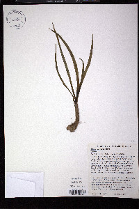 Allium cernuum image