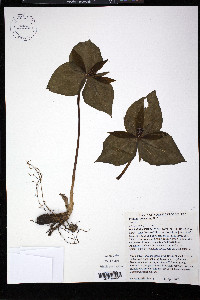 Trillium cuneatum image
