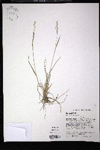 Poa wolfii image