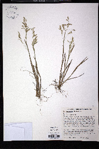 Poa autumnalis image