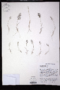 Eragrostis minor image