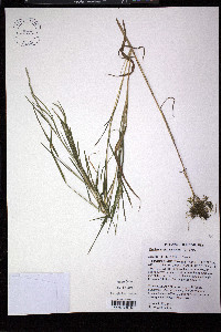 Muhlenbergia mexicana image