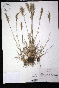 Poa bulbosa image