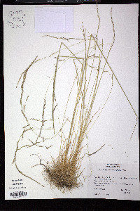Deschampsia elongata image