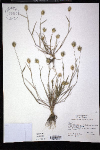 Eremopyrum triticeum image