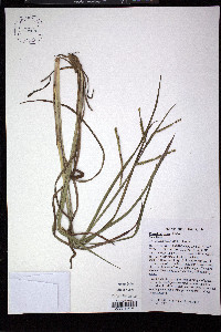 Paspalum laeve var. laeve image
