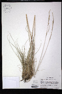 Festuca roemeri image