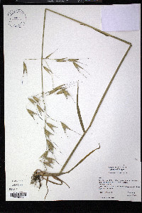Avena barbata image