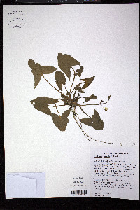 Sagittaria cuneata image