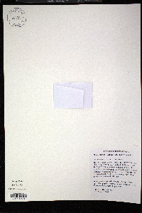 Najas flexilis image