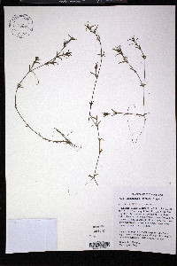 Najas guadalupensis image
