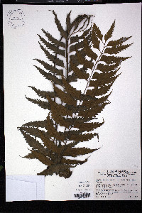 Asplenium auritum image