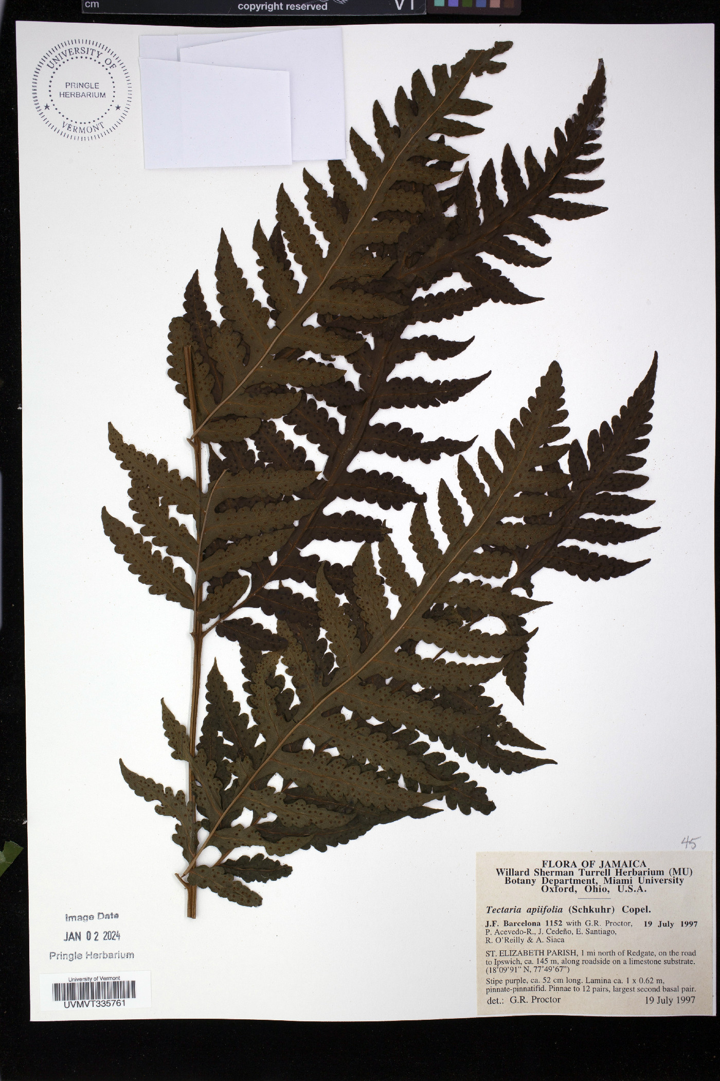 Tectaria apiifolia image
