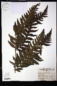 Tectaria apiifolia image