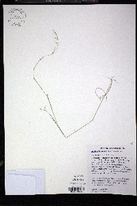 Aristida basiramea image