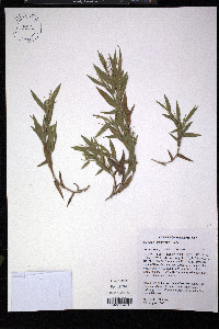 Dichanthelium scribnerianum image
