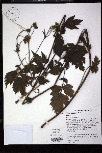 Geum aleppicum image