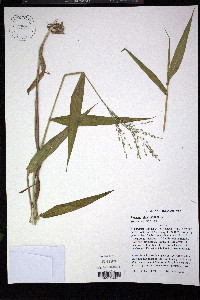 Panicum clandestinum image