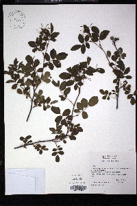 Rosa pisocarpa image