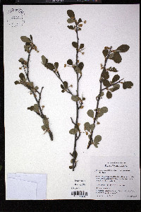 Cercocarpus montanus image