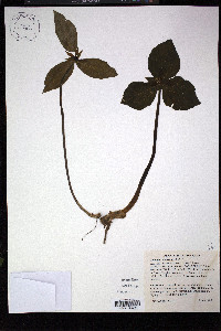 Trillium cuneatum image