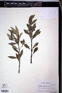 Peperomia hesperomannii image