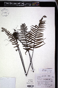 Ceradenia bishopii image