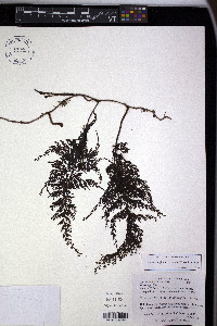 Hymenophyllum ruizianum image