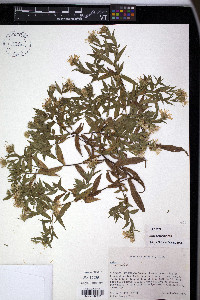 Symphyotrichum praealtum image