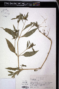 Bidens tripartita image