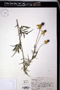 Ratibida pinnata image