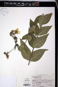 Silphium integrifolium image