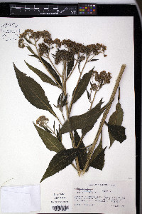 Verbesina virginica image