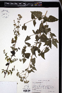 Fleischmannia incarnata image