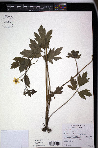 Ranunculus caricetorum image