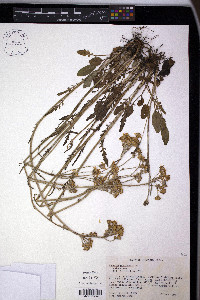 Packera plattensis image