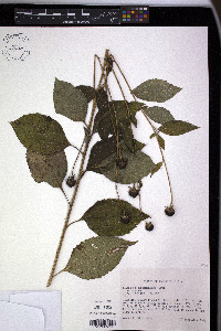 Rudbeckia subtomentosa image
